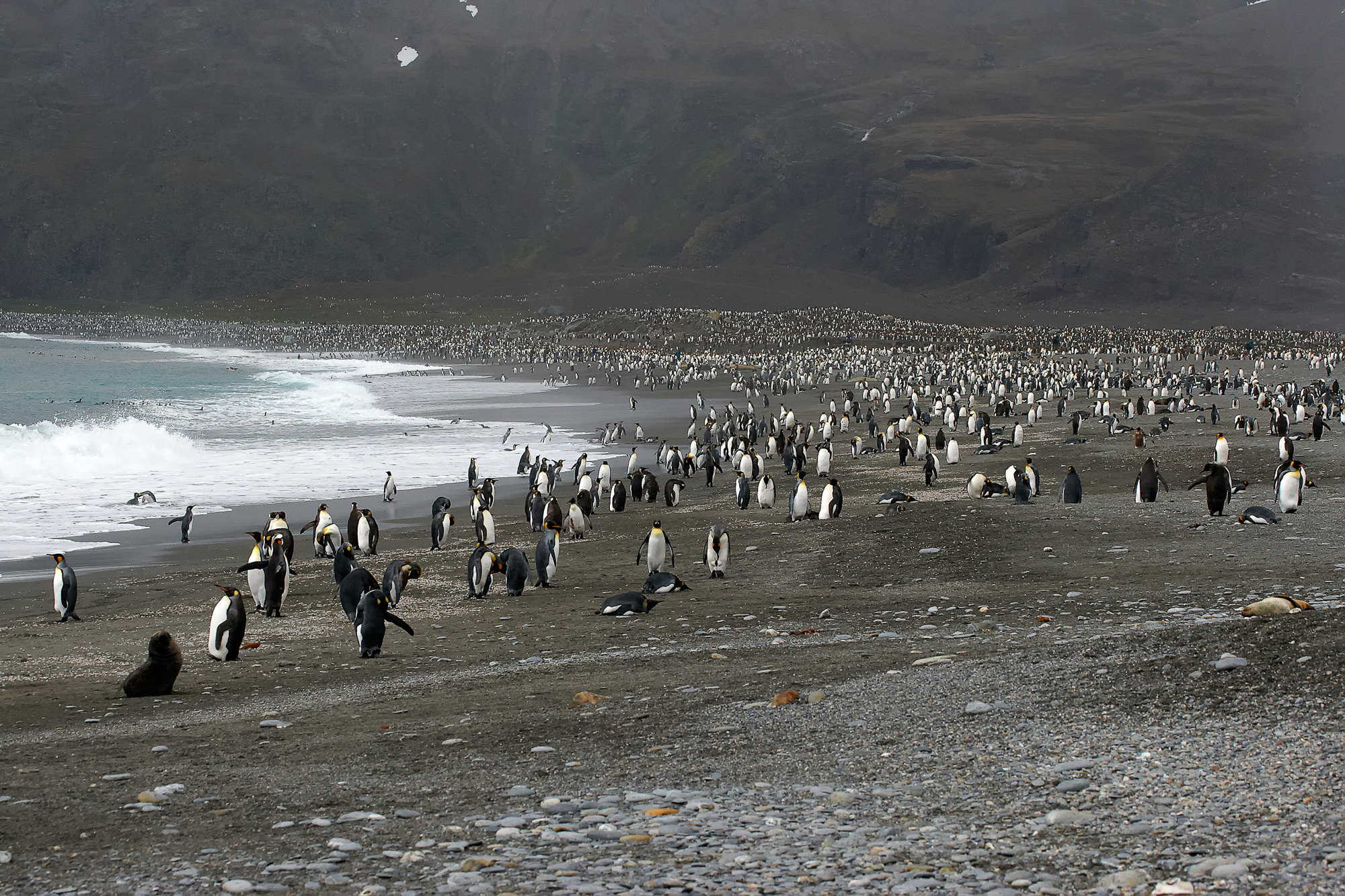 Hunderttausende Königspinguine  in der St. Andrews Bay, Süd Georgien